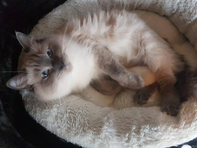Big Blue Eyes FLUFFY Ragdoll Kittens (ALL RESERVED)