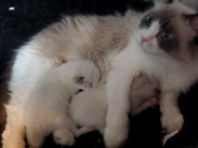 GCCF Reg. Super FLUFFY Ragdoll Kitten. (reserved) in Barry.