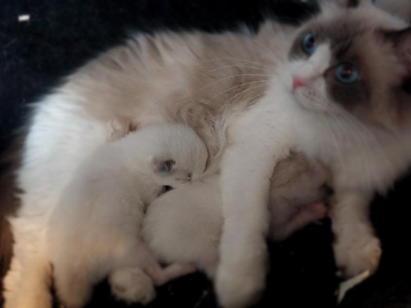 GCCF Reg. Super FLUFFY Ragdoll Kitten. (reserved) in Barry.
