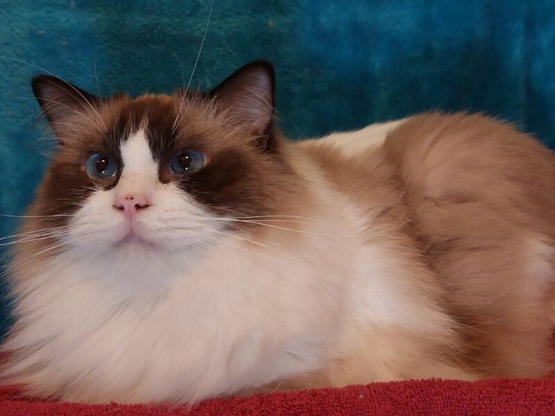 Big Blue Eyes FLUFFY Ragdoll Kittens (ALL RESERVED)