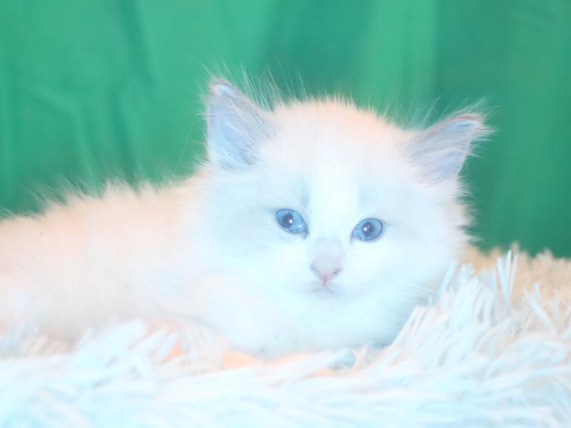 GCCF Reg. Super FLUFFY Ragdoll Kitten. (reserved) in Barry.